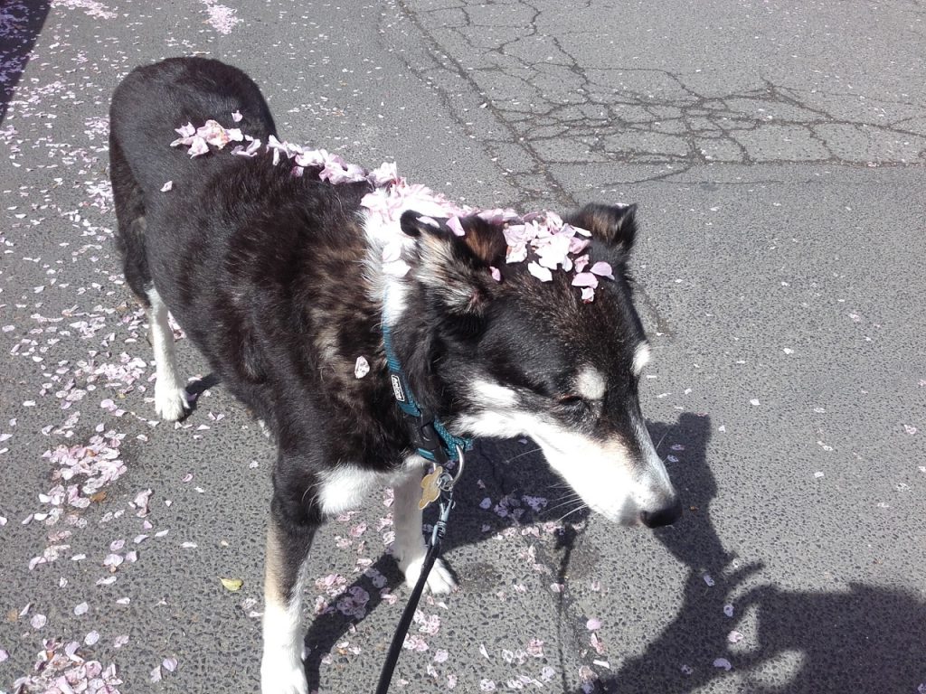 Hund mit Kirschblütenblättern